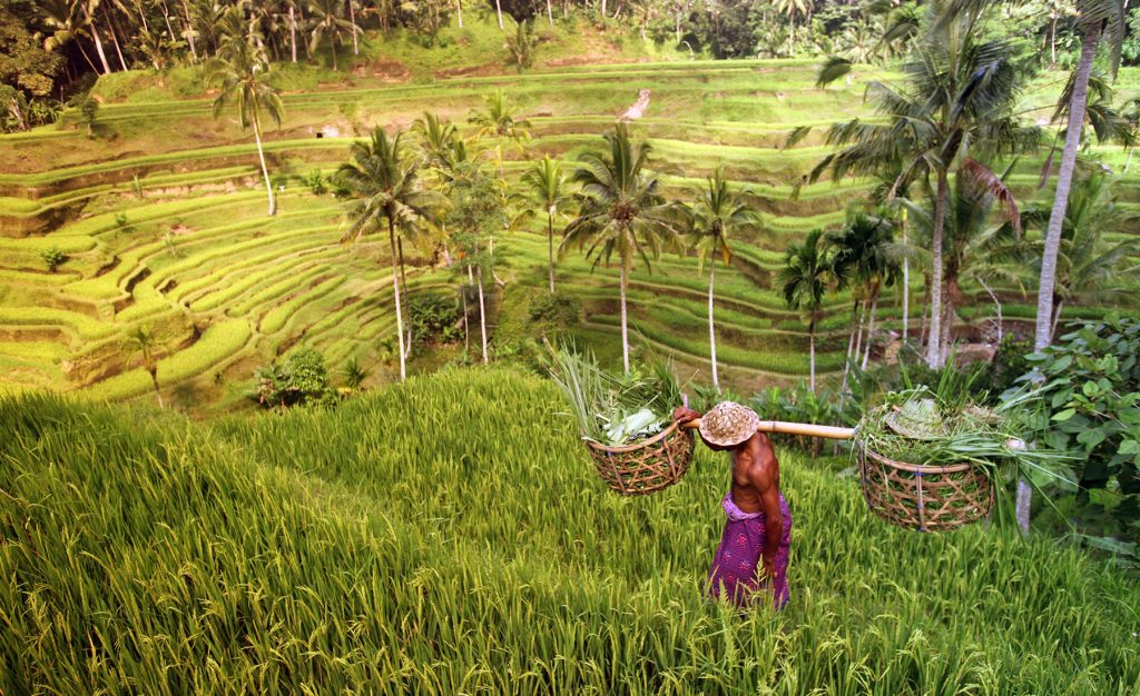 ubud-tegalalang-rice-field - Alaya | Alaya Hotels & Resorts